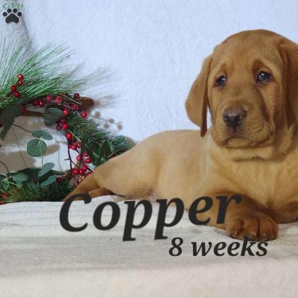 Copper, Fox Red Labrador Retriever Puppy